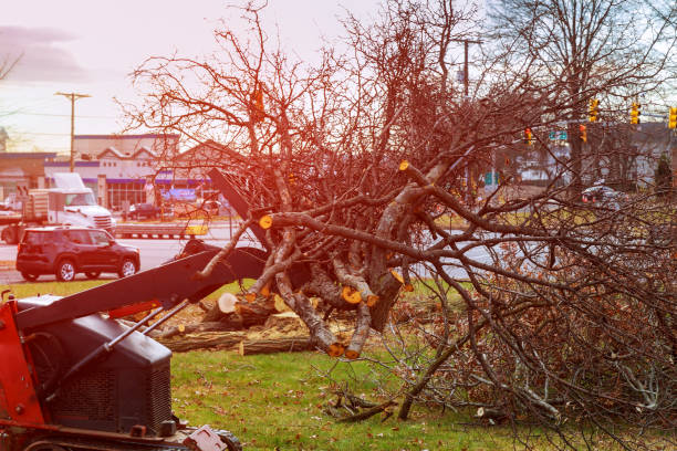 Best Emergency Tree Removal  in Chesterfield, IN